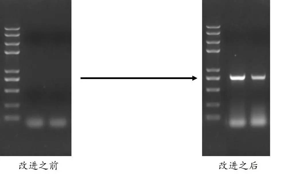 pcr条带图片