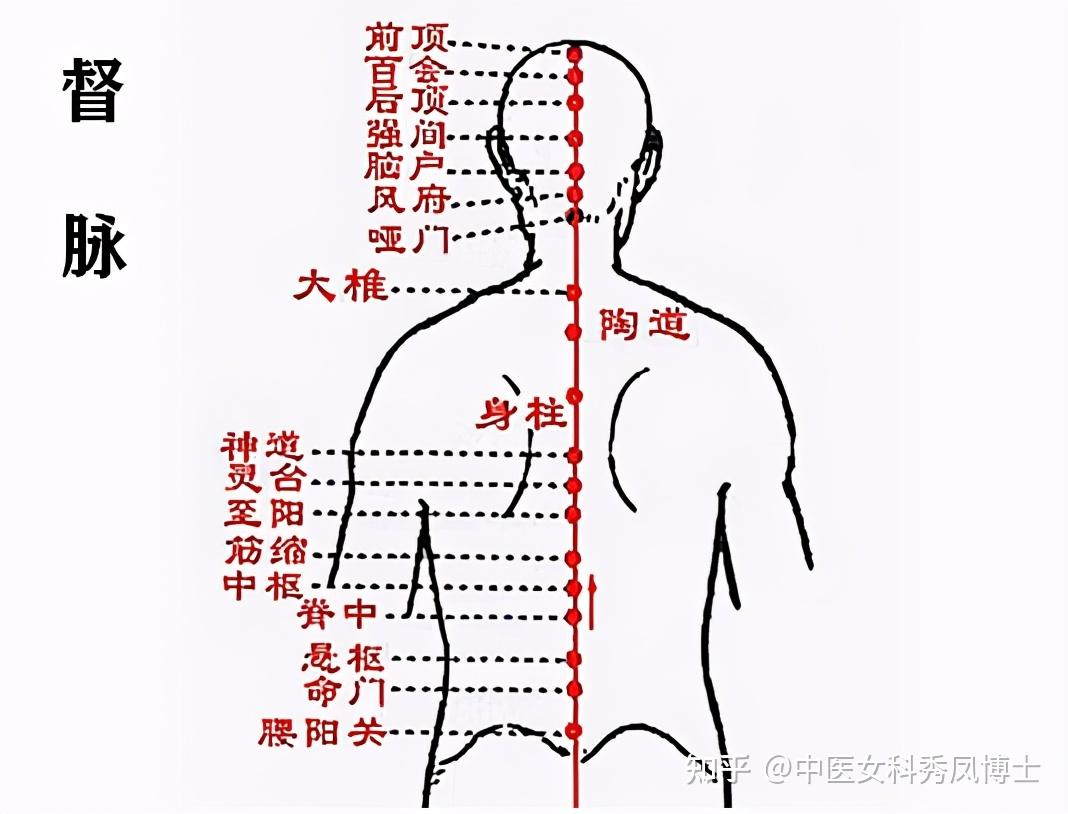 冲任二脉图图片