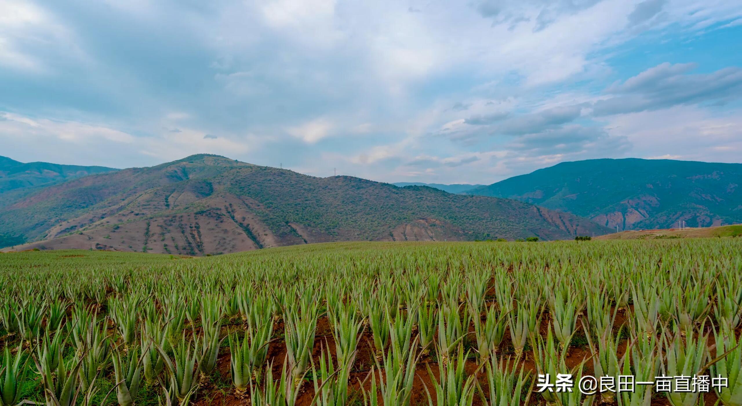 我在云南元江种芦荟