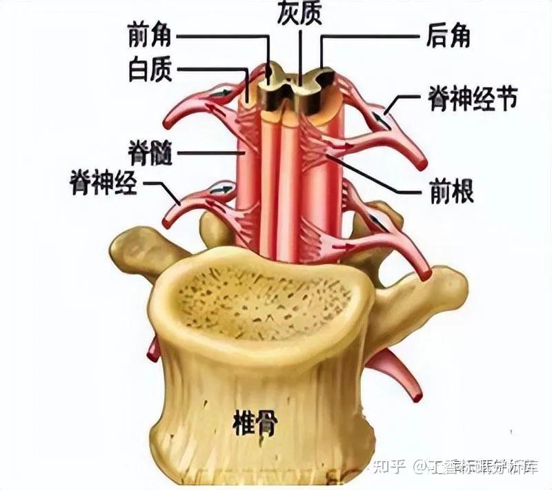 脊灰图片大全图片