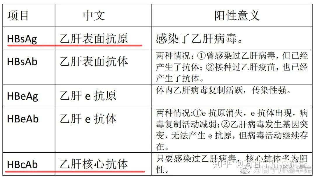 hbsag阳性是什么意思图片