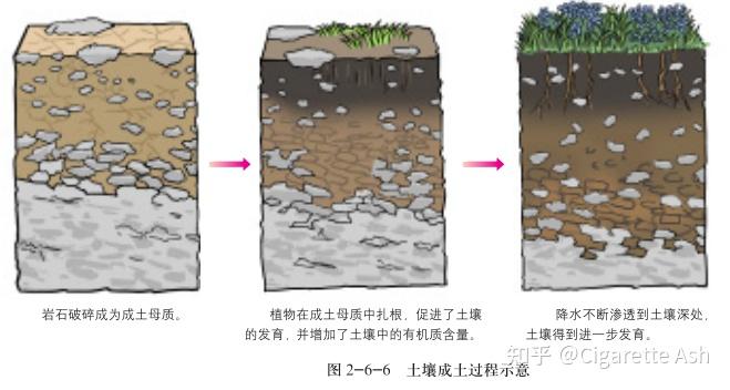 土壤基础知识(土壤类型、质地、结构及矿物质) - 知乎