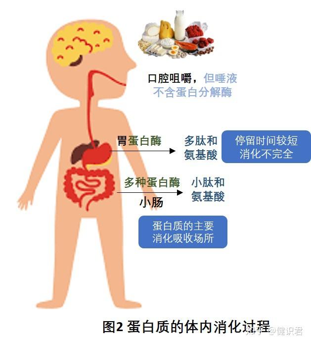 蛋白质与健康 一文看懂蛋白质的何去何从