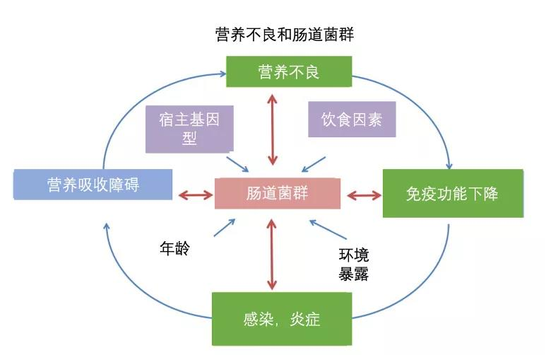 腸道菌群,營養不良,免疫功能下降,腸道感染以及營養吸收和粘膜屏障