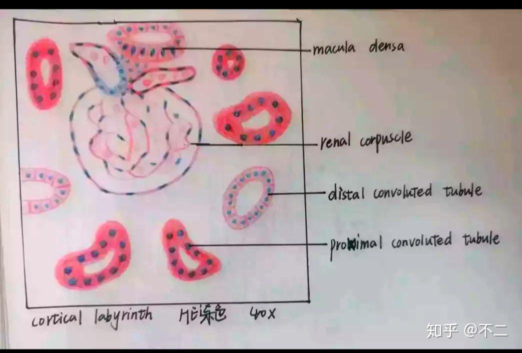 组胚实验手绘图 