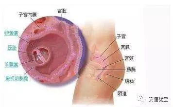 胚胎着床是什么感觉 知乎