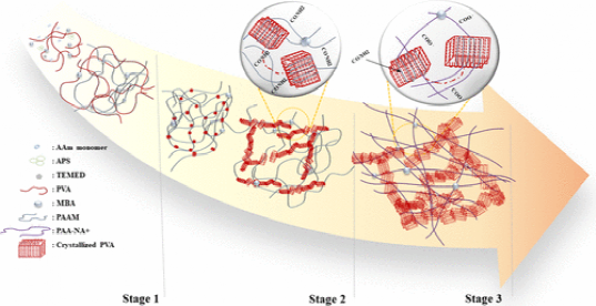 Polyamorphous 《Macromolecules》康涅狄格/岭南大学:超韧超溶胀PVA/PAAm-AA双网络水凝胶 - 知乎