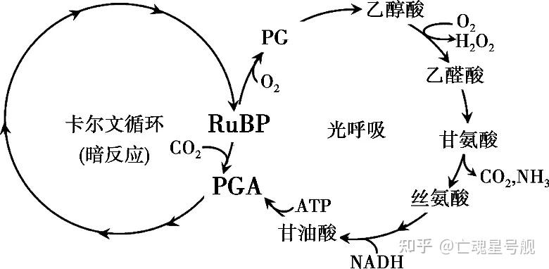 因此这是一个消耗有机物的过程,对植物积累光合产物是很不利的.