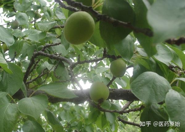 带你识别苦杏仁 - 知乎