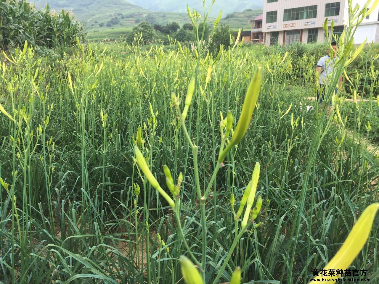 丹丹黄花菜官方网站(5)适时移栽,合理密植:从花蕾采收完毕至下年发春