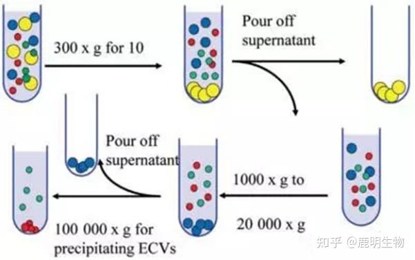 外泌体的提取与鉴定-鹿明生物4D-DIA+超微量蛋白质组技术 - 知乎