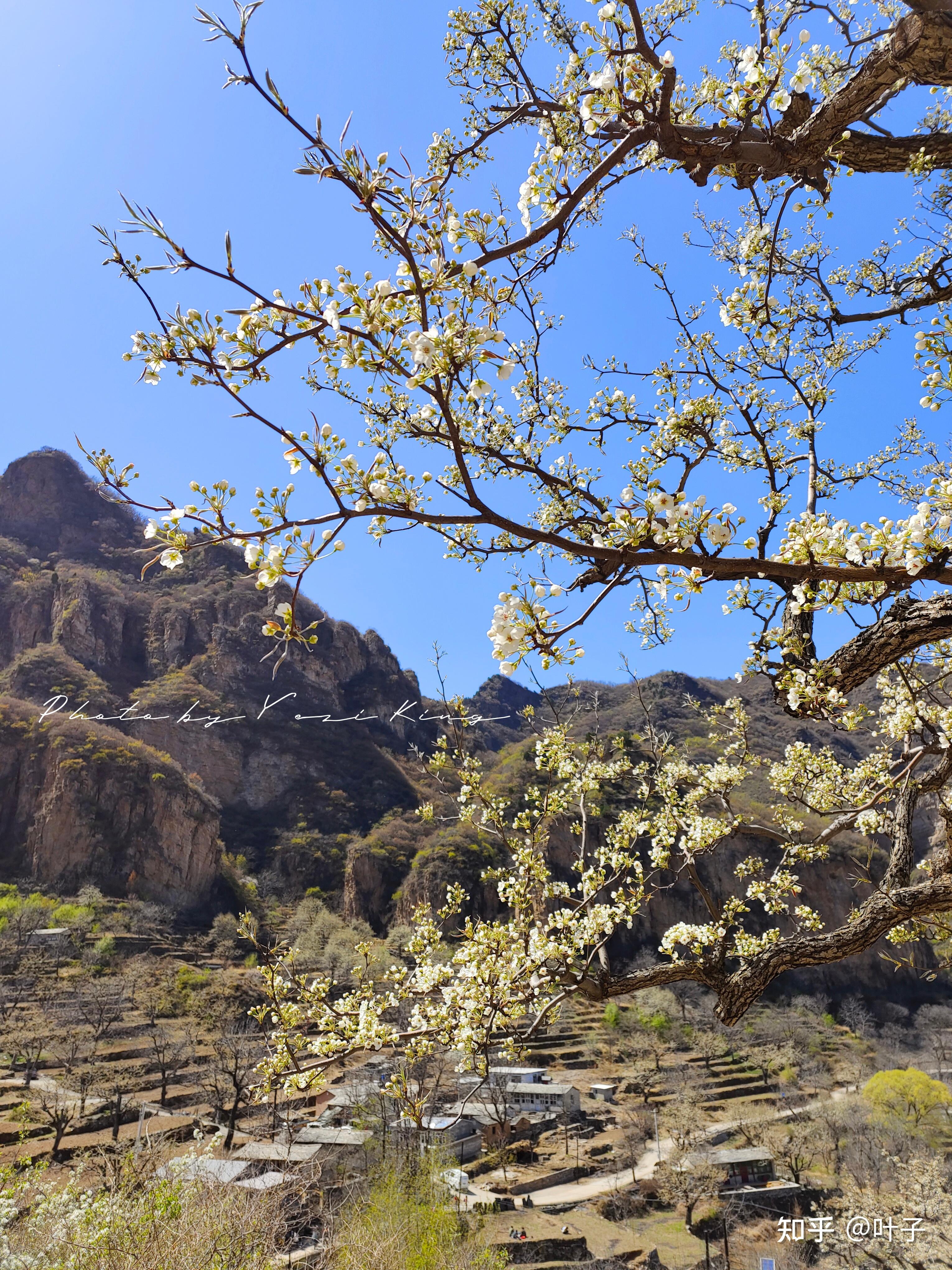 北京旅游大山深处神秘世外桃源梨花村梨花梯田