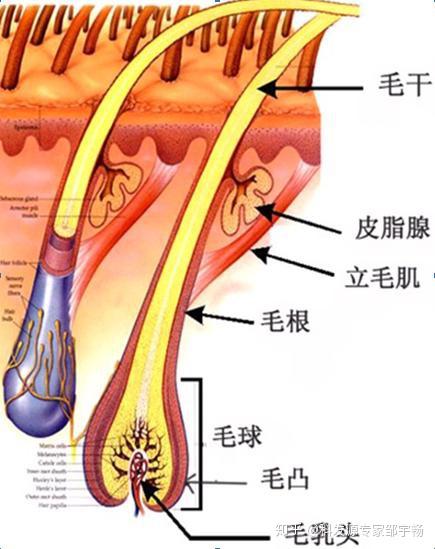 何首乌洗发水真的能把白头发变黑吗 知乎