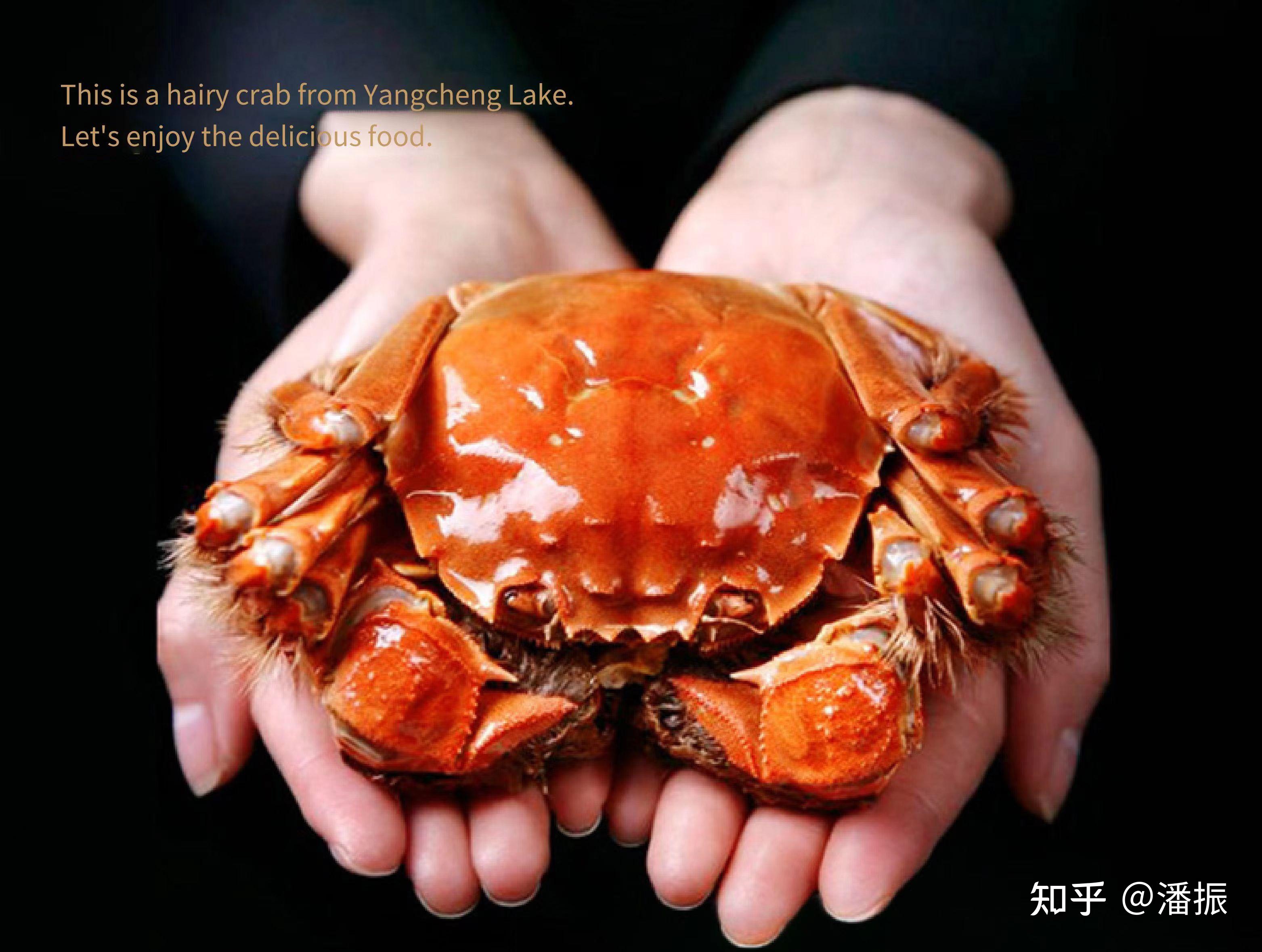 海洋科普 | 帝王蟹、椰子蟹、巨螯蟹……谁才是真正的蟹中之王？