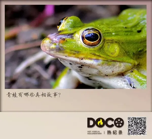 而人类也在与青蛙的相处中,开始对这种皮肤黏黏的动物萌生了 不可