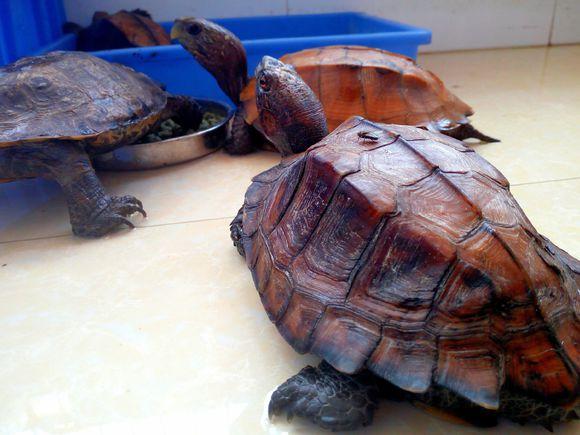 下山龟的四种消化道问题及其处理方法概述