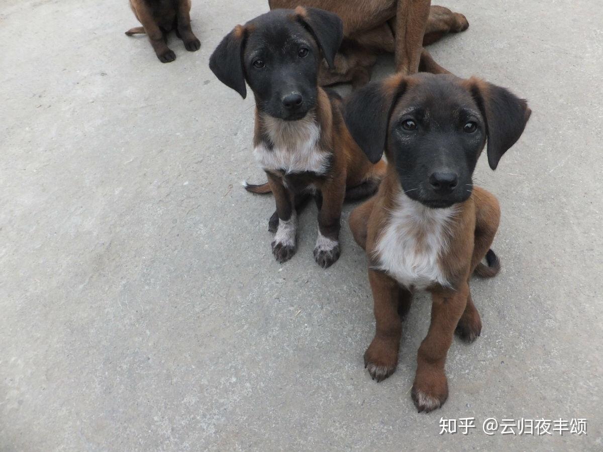 中国猎犬品种排名（中国最有名的6大猎犬图片） – 碳资讯