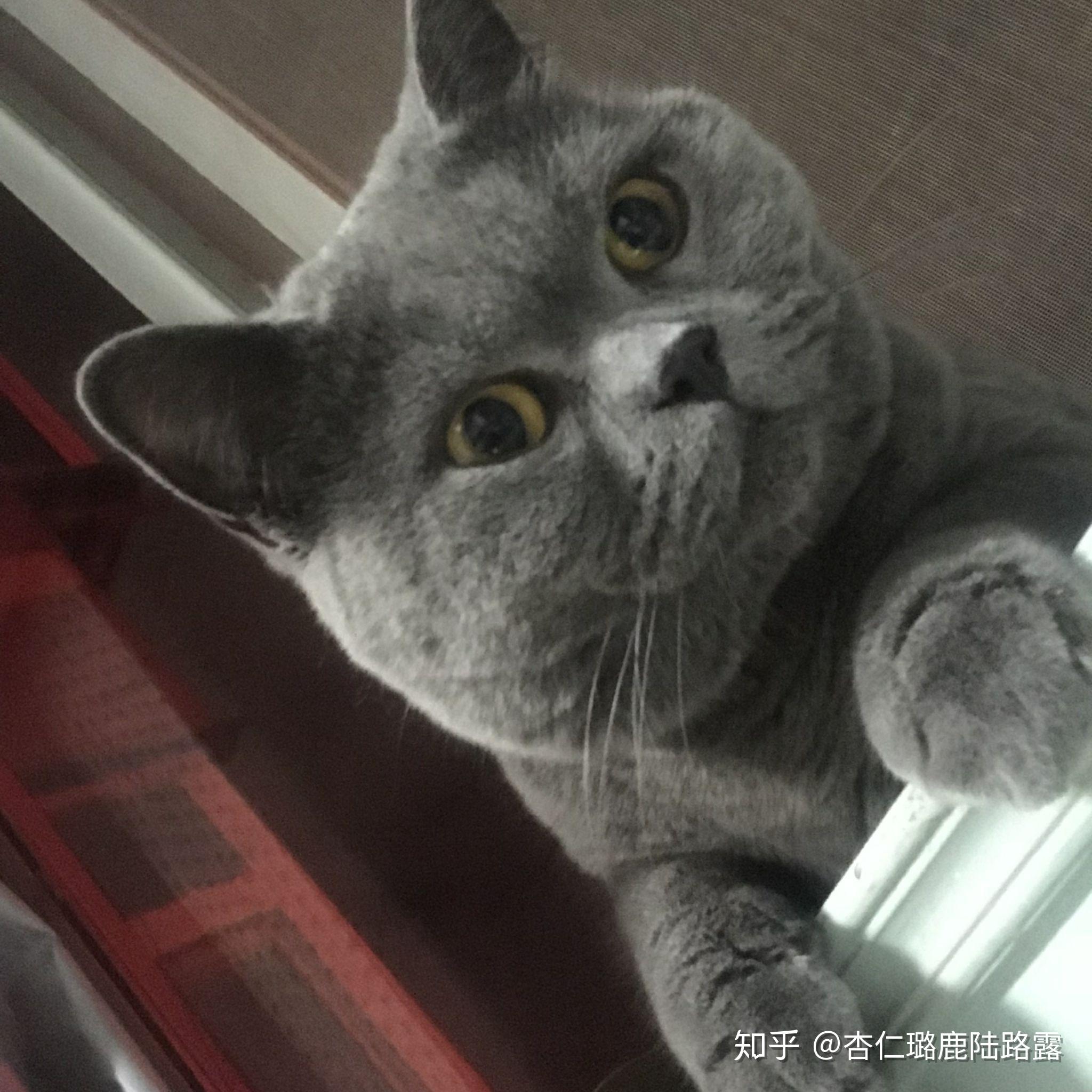 立耳猫多少钱 v2-b4f6ad5fc79cb9fa084910c353bfc712_r.jpg