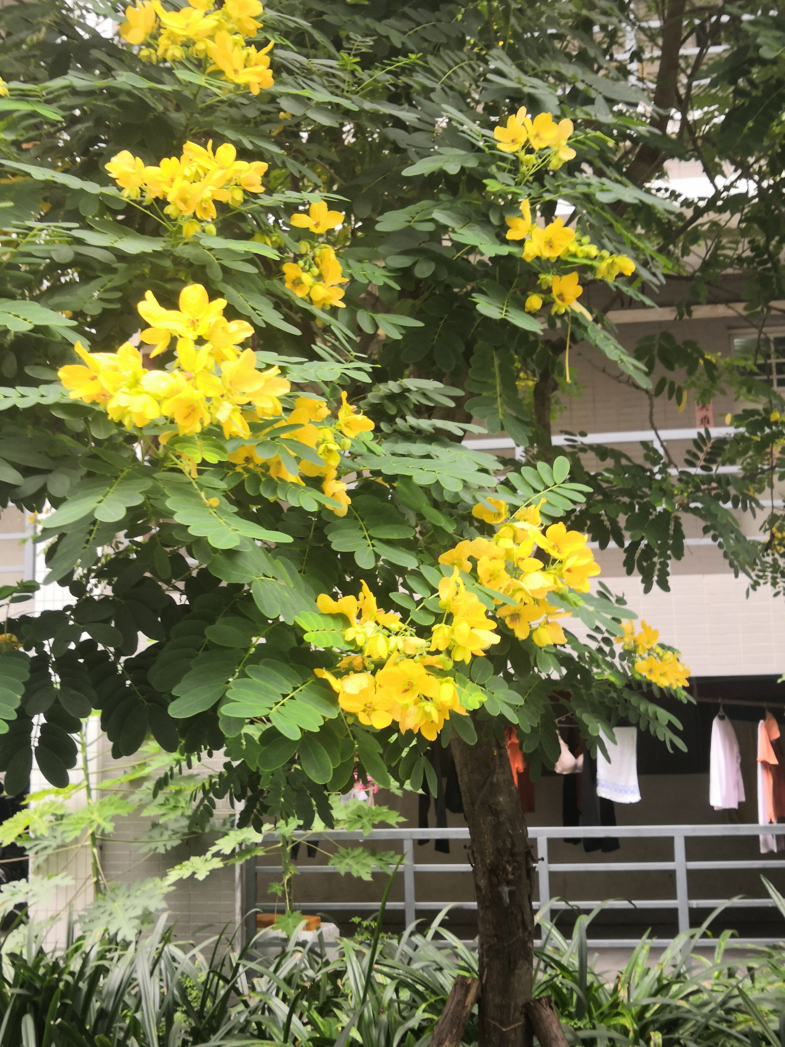 树木学实习树木三