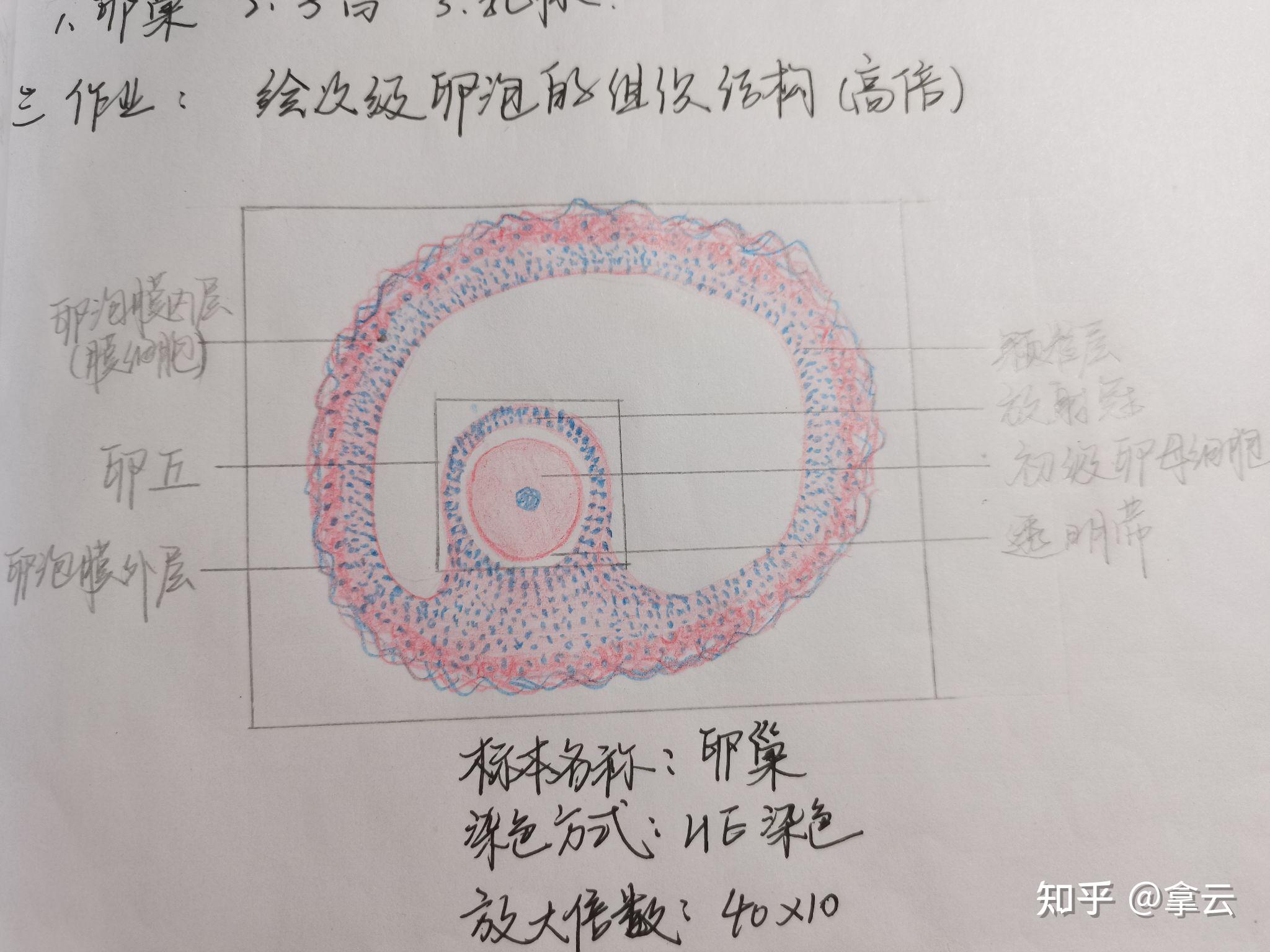 卵巢组织结构手绘图图片