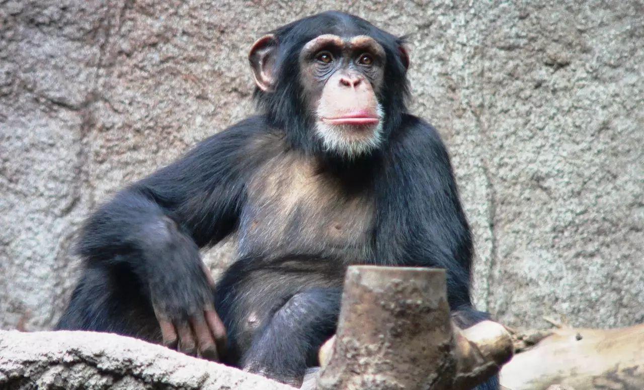 人類和黑猩猩生殖隔離，科學家究竟是怎麼發現的？_鴻的科學觀 - MdEditor