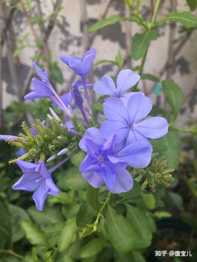 现在可以种什么花种 v2-b507f81e7dbec6fbf6baab96c9cfd8b2_r.jpg