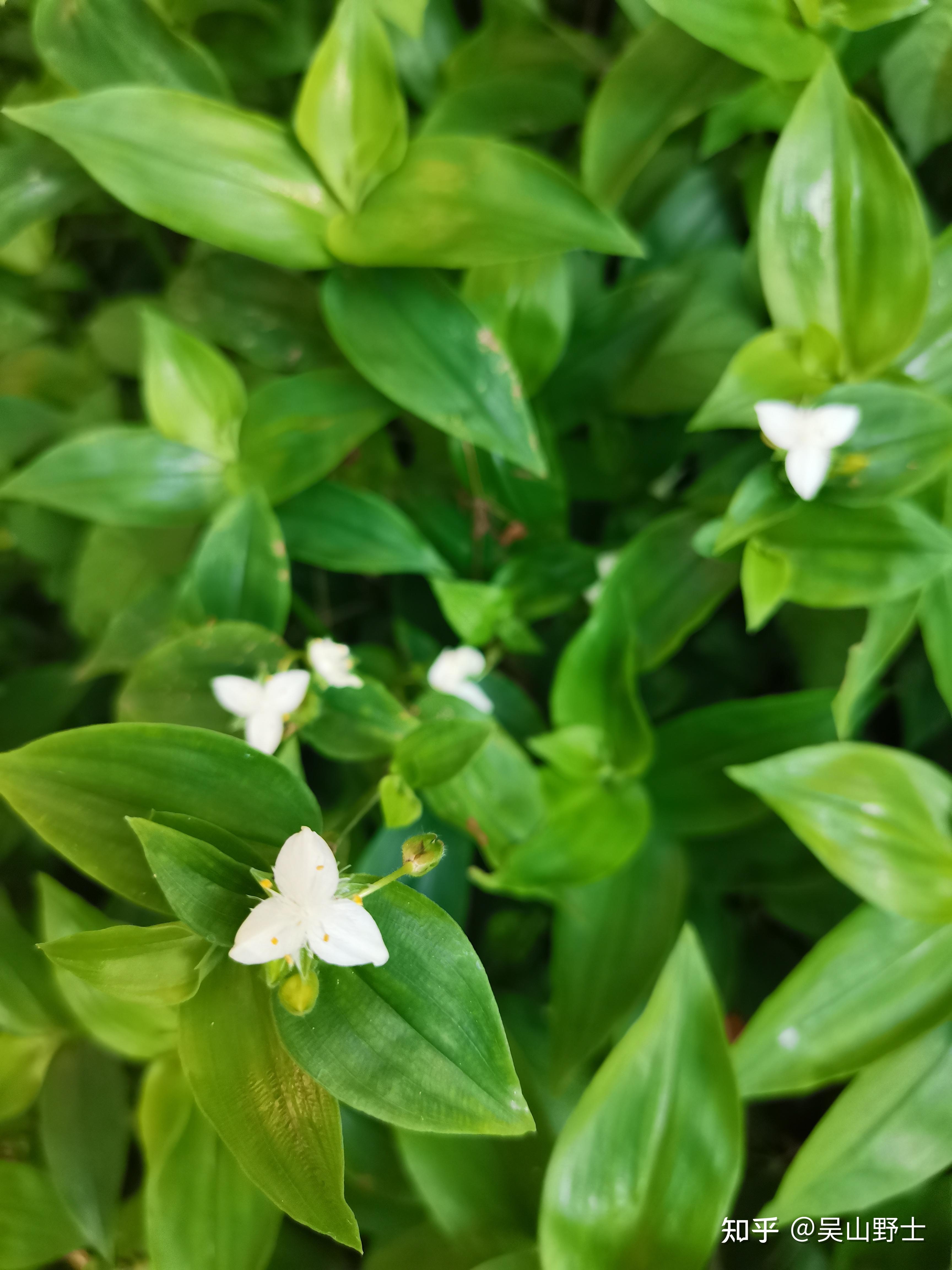 七绝白花紫露草平水韵