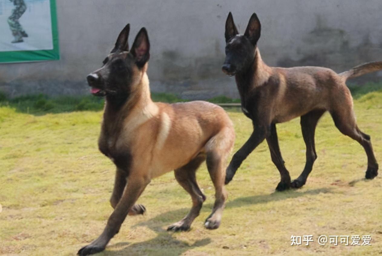 马犬"可怕"的5个地方,这么多人不养,真的是有原因的
