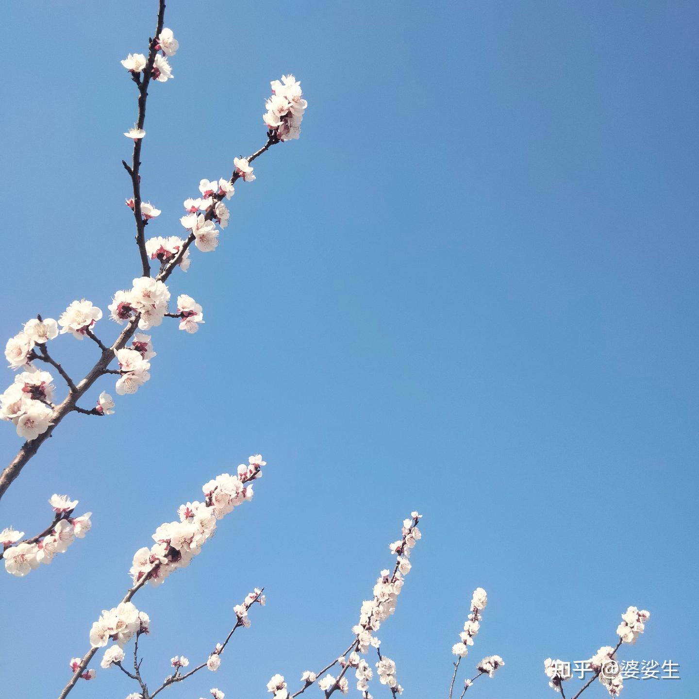枝斜一笔淡 - 知乎