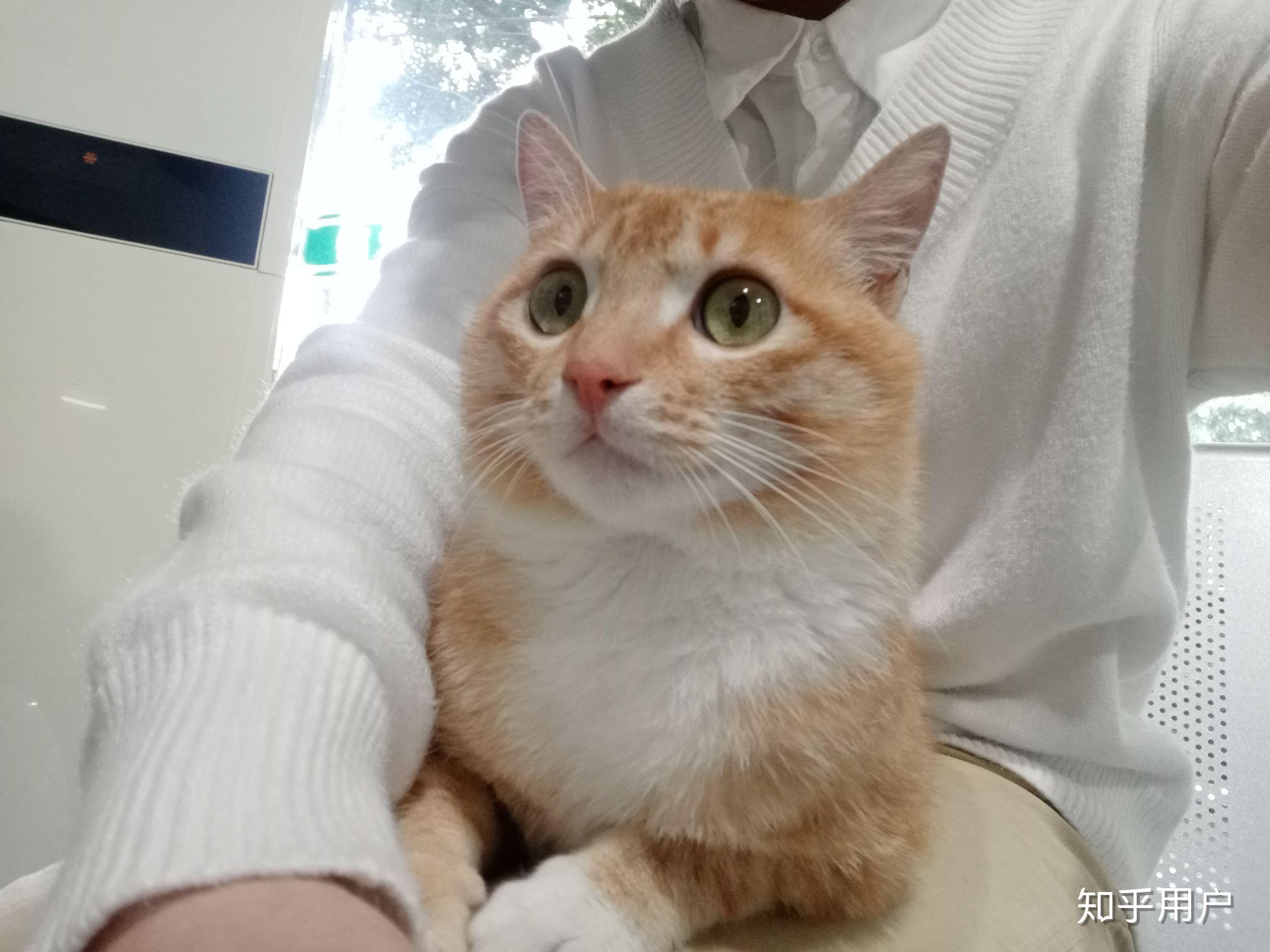 猫不听话可以打吗?