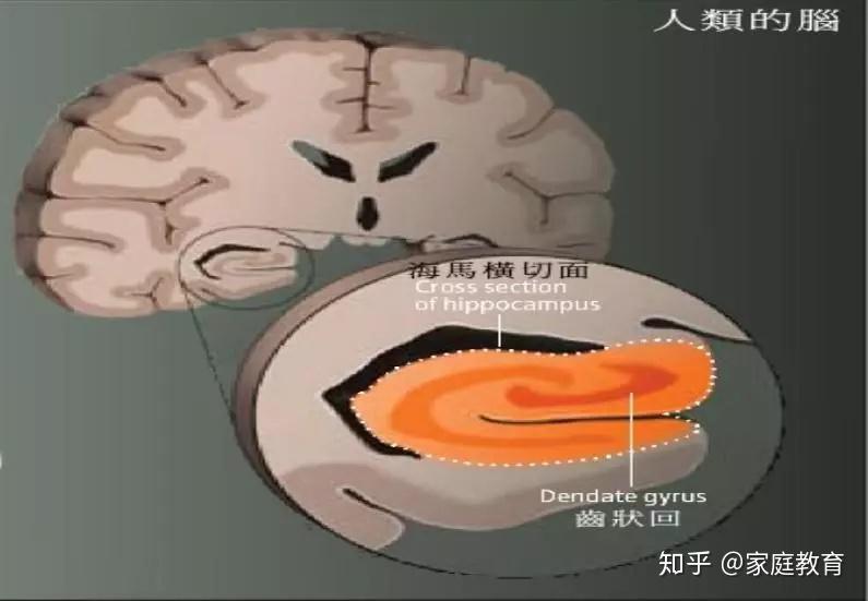 洪兰大脑用进废退输在起跑线上的说法没有科学依据