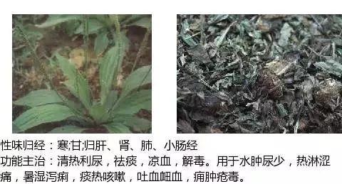 500余种中草药图  第170张