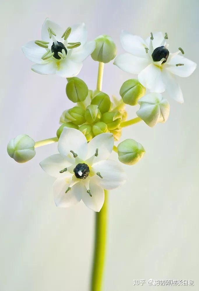 每日一花 | 伯利恒之星,可用于治疗癌症,洁白可爱 - 知乎
