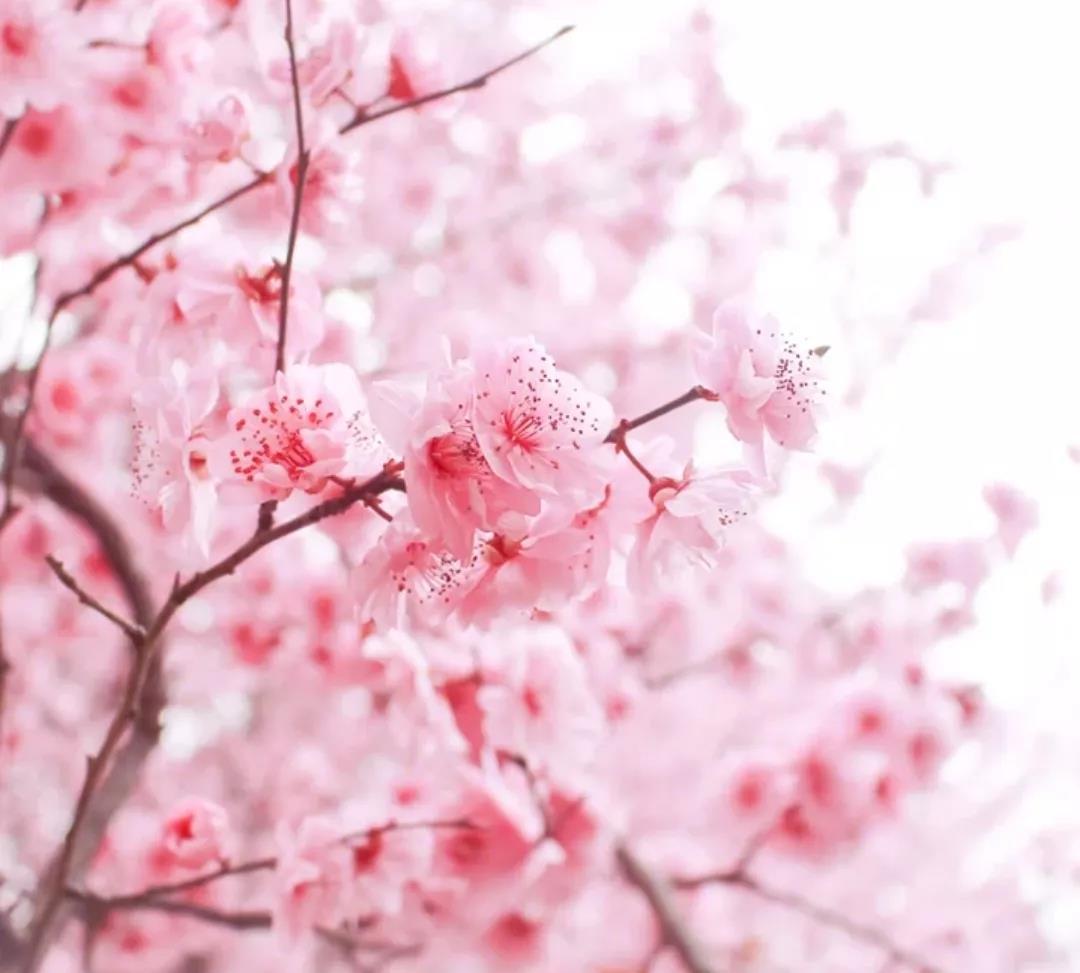 花重锦官城送你一份成都2021春季赏花图鉴