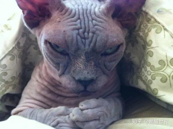 你一定没见过猫咪还有这样恐怖的一面