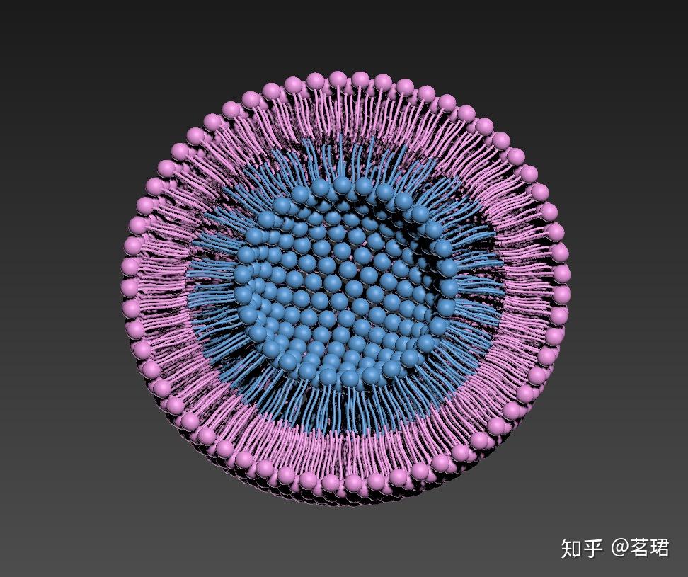 组装体囊泡的建模