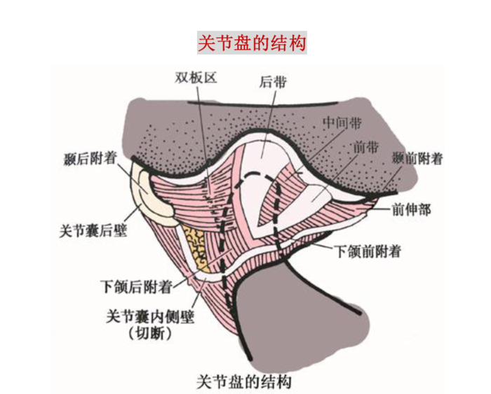 颞下颌关节画图图片