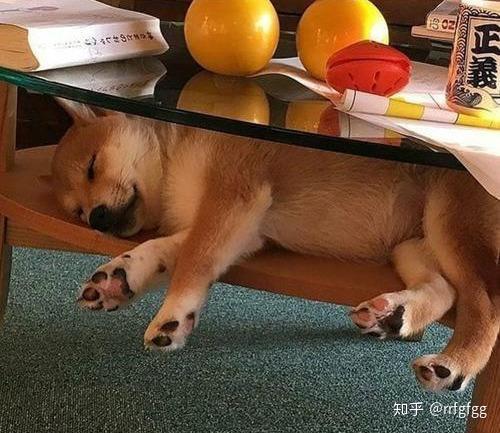 狗为啥怕热不怕冷 v2-b552a9bc60922731d12fda4f9acbc7e6_r.jpg