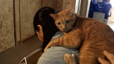 为什么大家都喜欢养橘猫 橘猫的7大优点 养过的人都说好 知乎