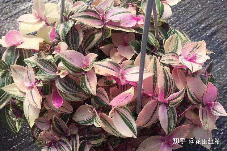 婚礼油画吊兰叶片发黄,颜色淡的原因:强光暴晒或缺少光照