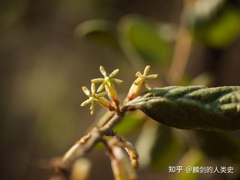 植物界全系列 檀香目