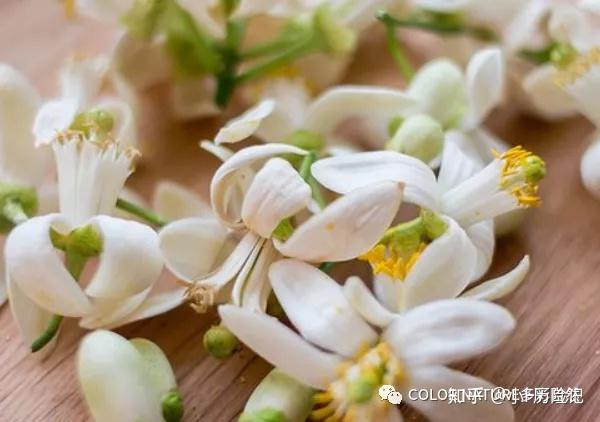 香中雅士—橙花 - 知乎