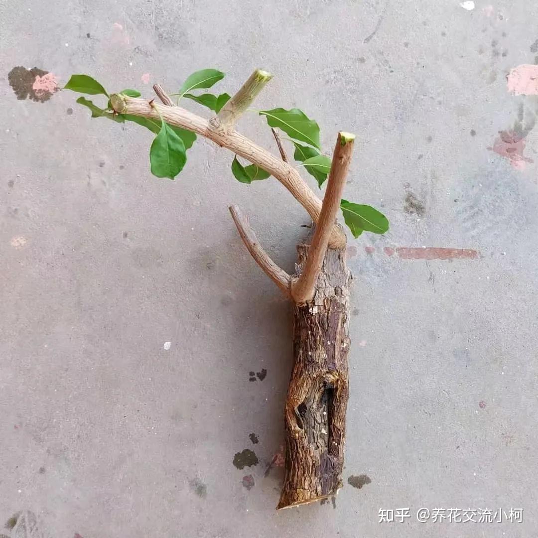 看到别人砍的三角梅，捡个枝条插水里或土里，两三周可获得新盆栽 - 知乎