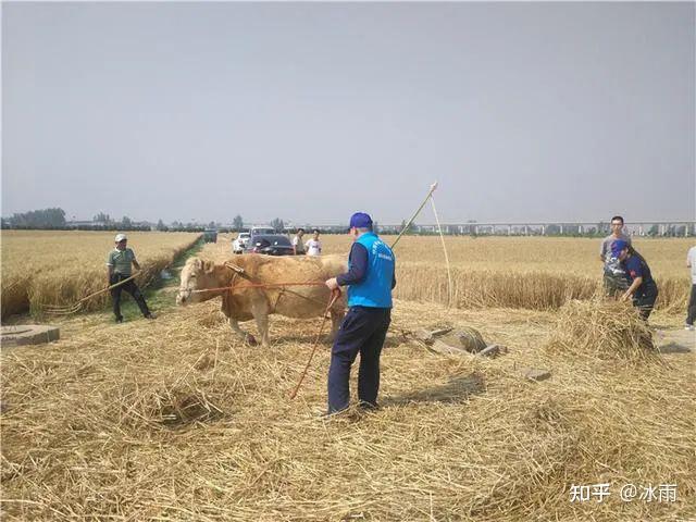 童年的记忆——打场 - 知乎