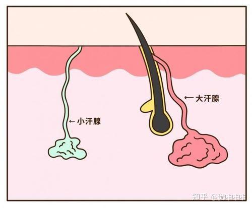 对于皮脂腺,因为其有分泌性激素,所以在某些时刻(尤其是年轻人之间)