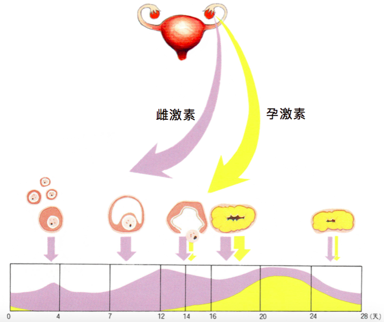 雌性激素长什么样图片