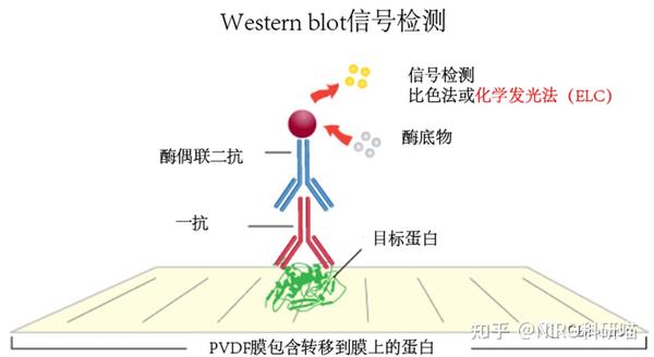 Wb Process Western blot (WB)条带灰度值测量从原理到实践 - 知乎