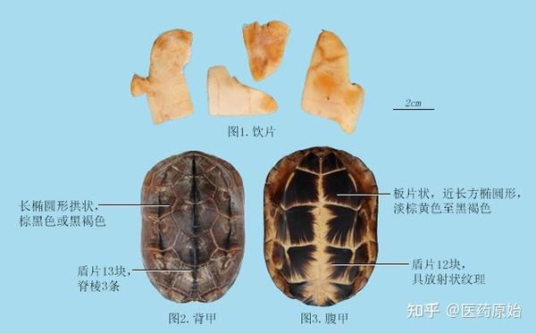 带你识别龟甲 - 知乎