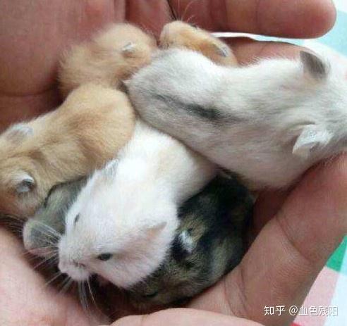 没有仓鼠妈妈,小仓鼠能活多久?