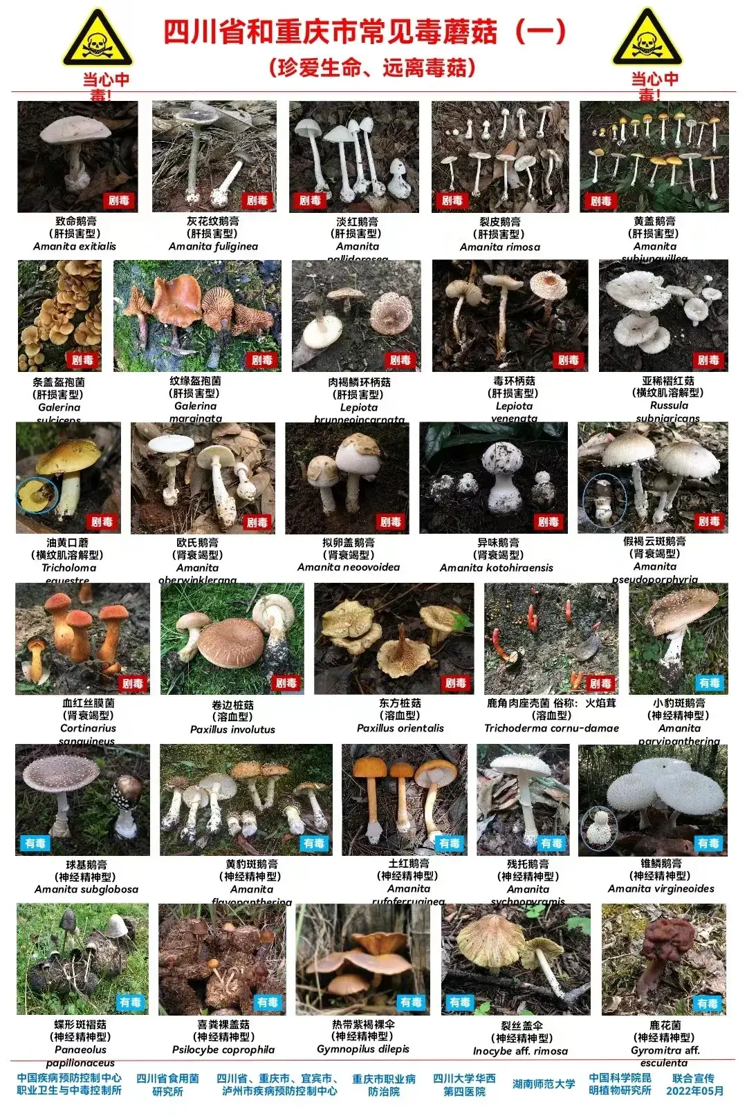 警惕！“ICU菇”蘑届常见杀手——大青褶伞 - 知乎